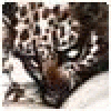 agrohimxyx's picture